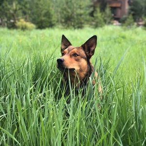 Meet your Posher, Umar